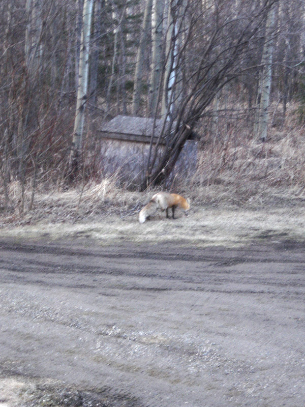 Red fox at Charlie Lake.
