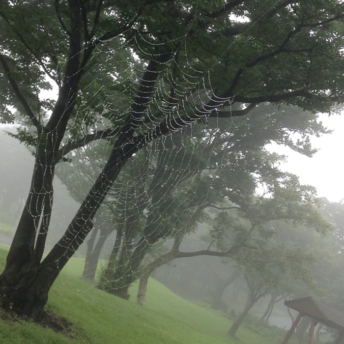 jeju_spiderweb