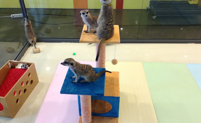 Hanging out with meerkats in Seoul